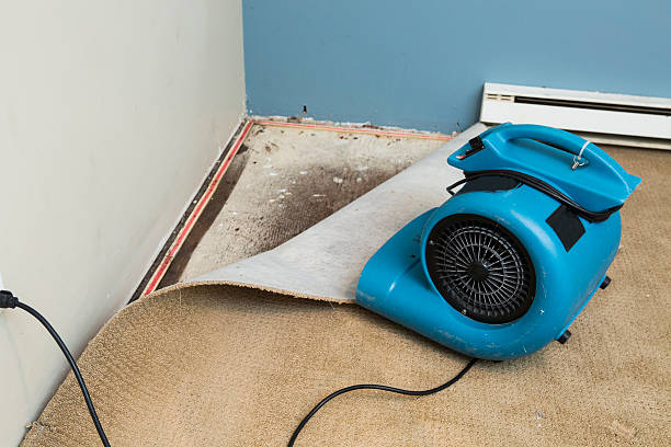 Best Carpet water damage restoration  in Belton, SC